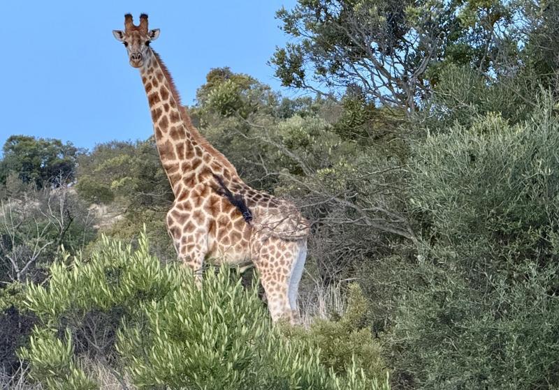 20 Bedroom Property for Sale in Paul Roux Free State